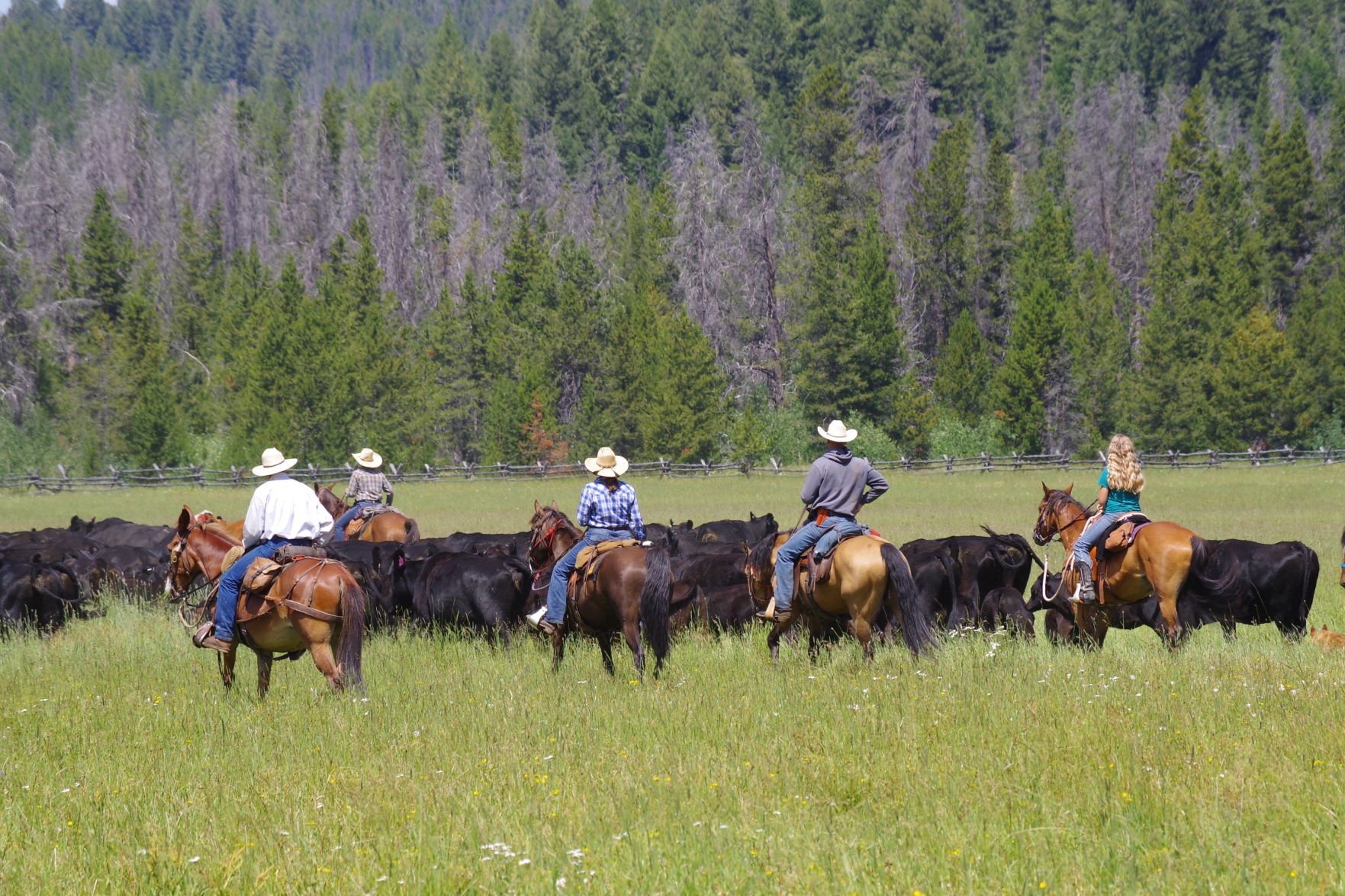Smith family driving cattle